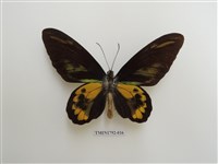 藏品(羅氏鳥翼蝶)的圖片